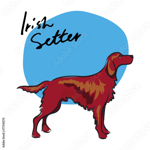 Irish Setter, vector illustration