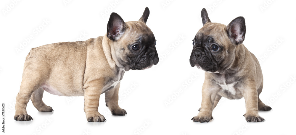 French bulldogs puppies over white