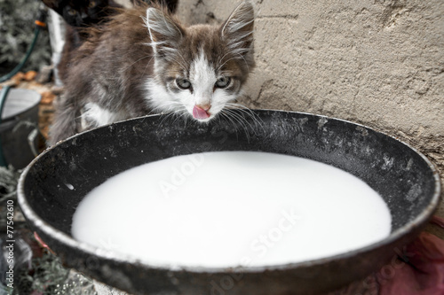 Photography Vagrant cats