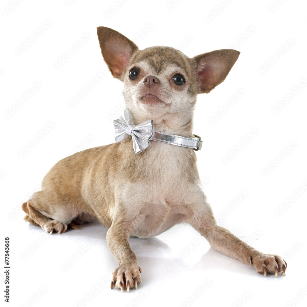 Obraz premium chihuahua