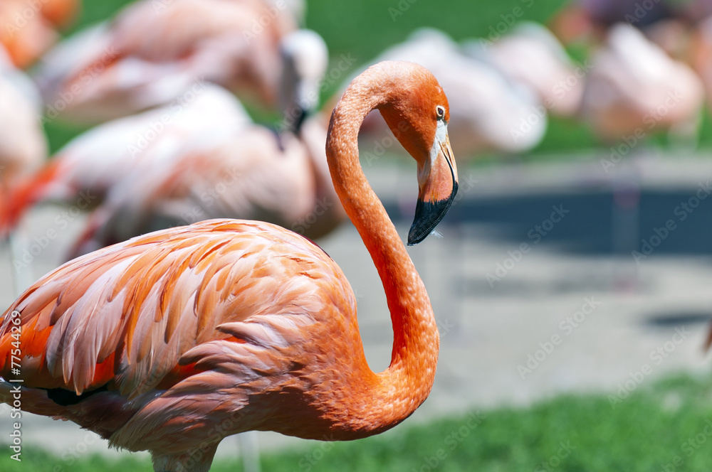 Obraz premium Flamingo