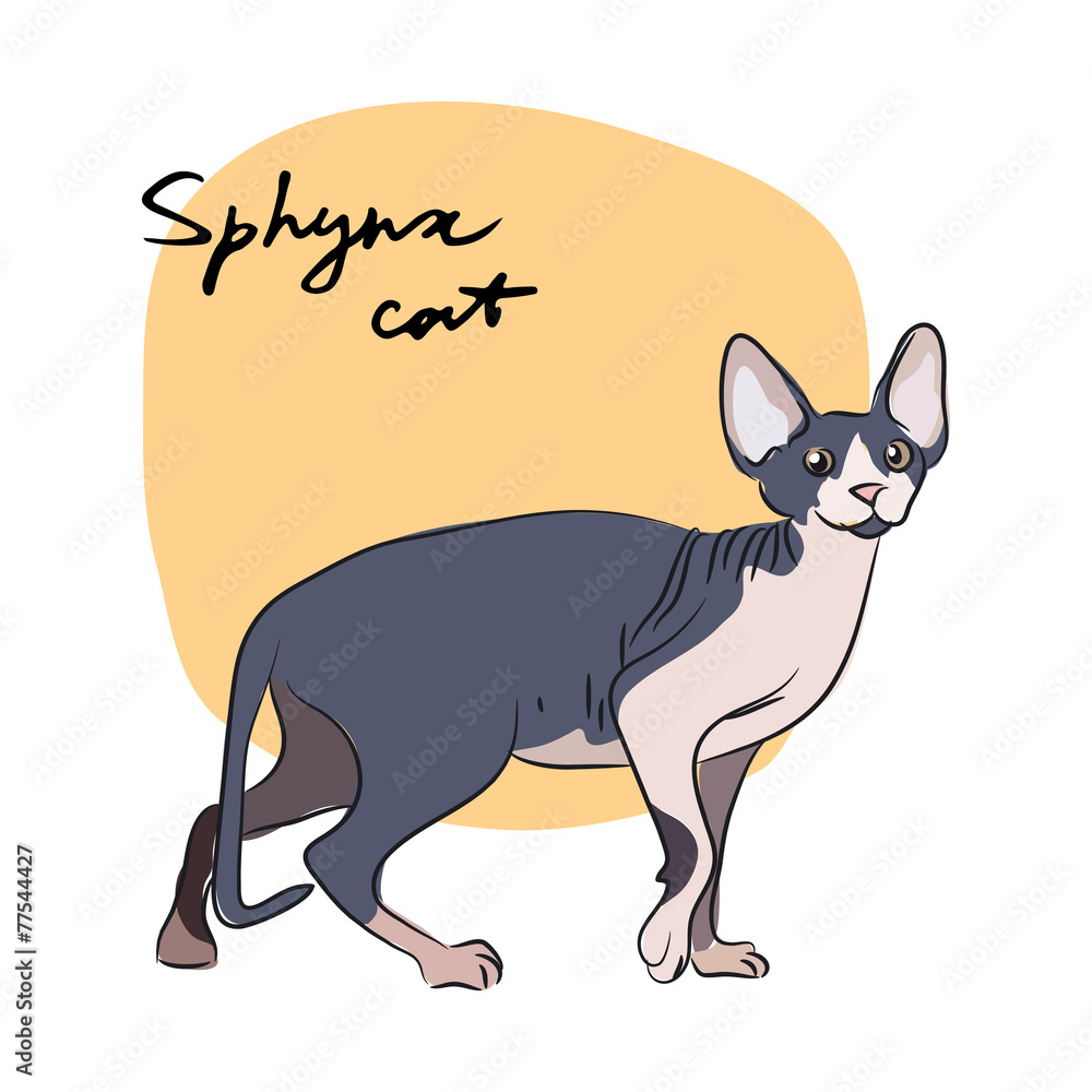 Sphynx cat, vector illustration