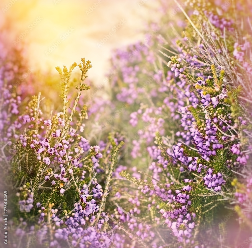 Obraz premium Purple flowers