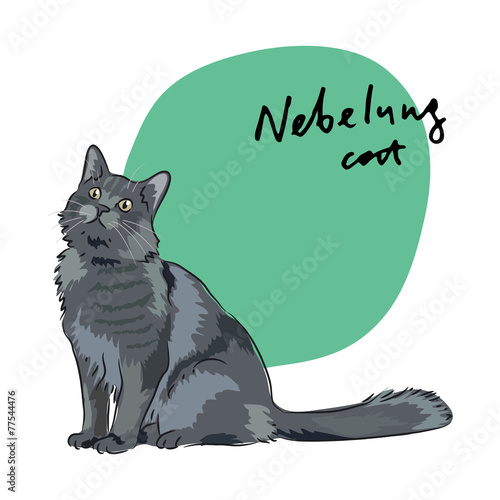 Nebelung cat, vector illustration