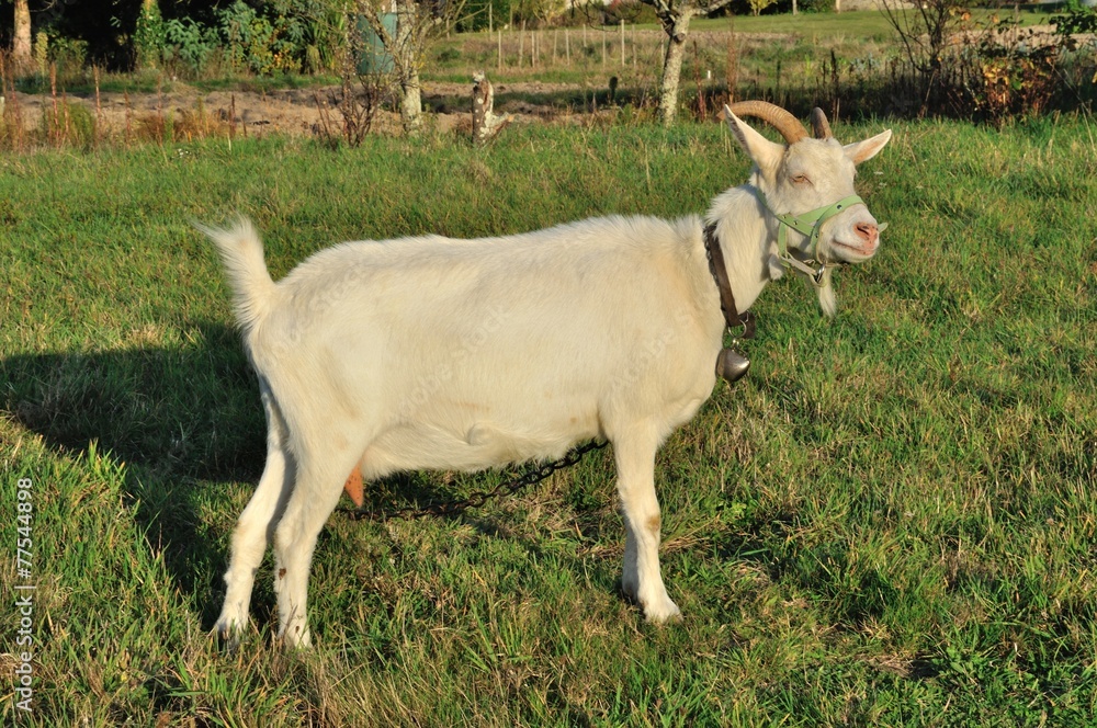 Goat in field Goat in field