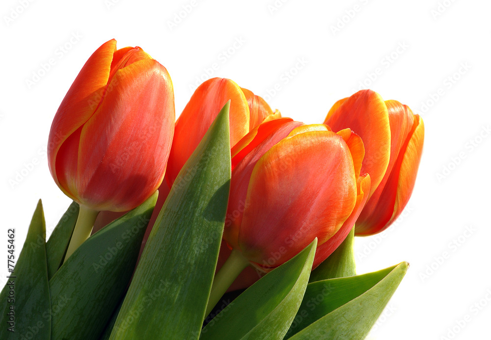 rote Tulpen rote Tulpen