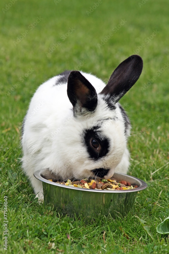 Fototapeta premium rabbit eating