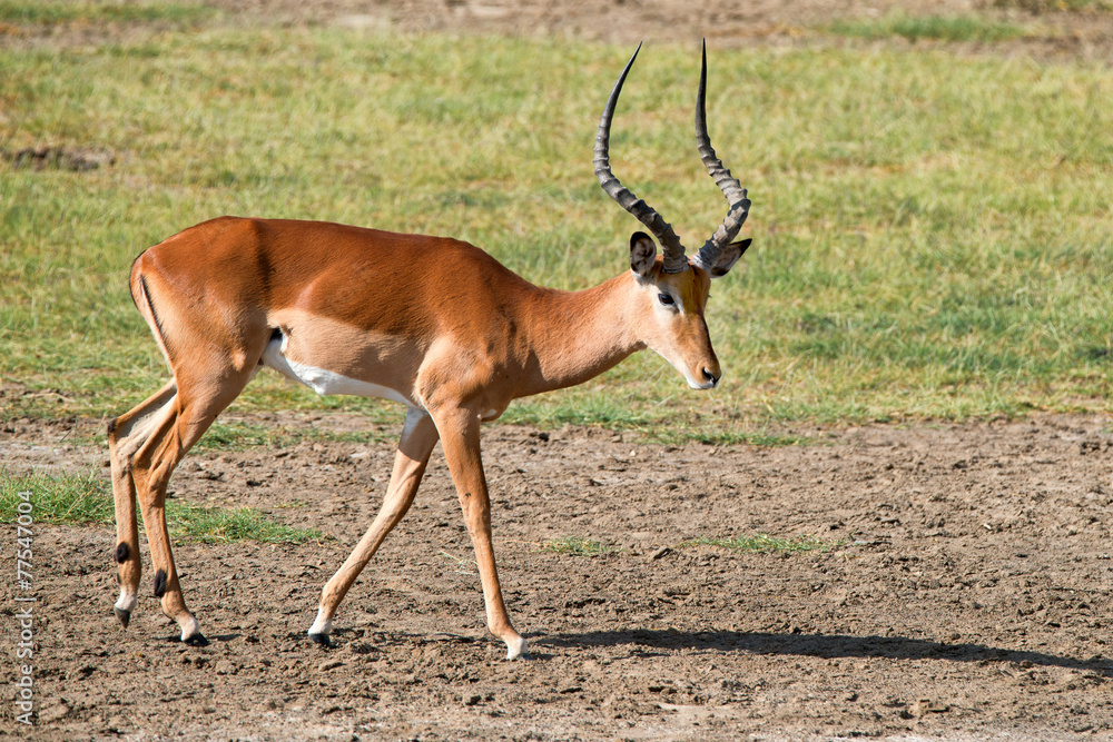 Impala Impala