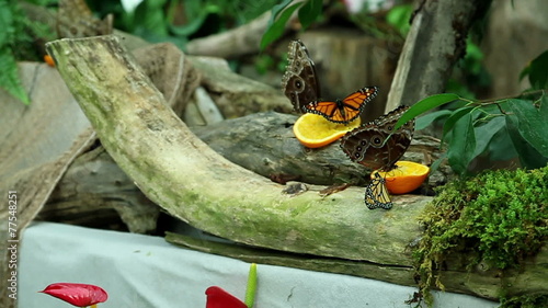 Butterfly on layd's finger eating orange photo