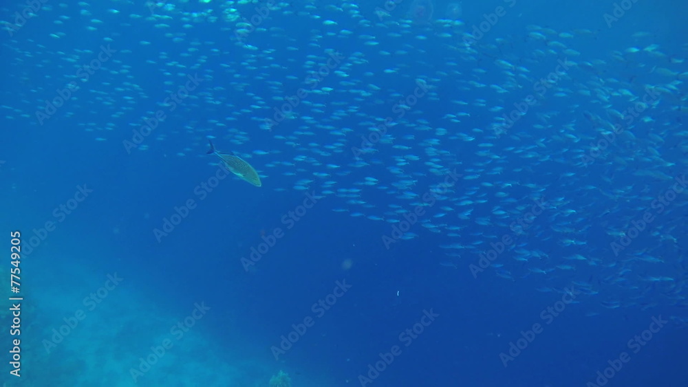 Fleet of small fishes in deep blue sea Fleet of small fishes in deep blue sea