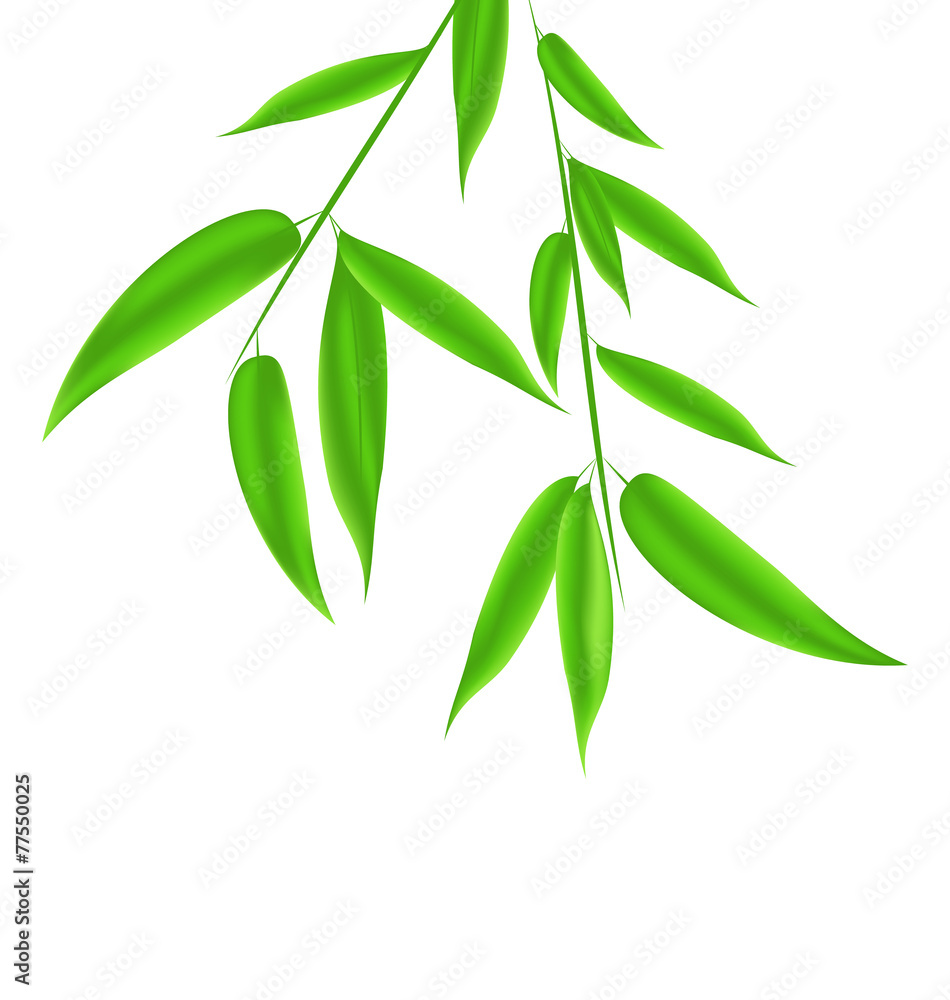 Fototapeta premium Bamboo leaves pattern with space for your text