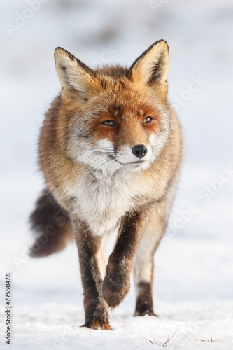 Red fox walks through the snow