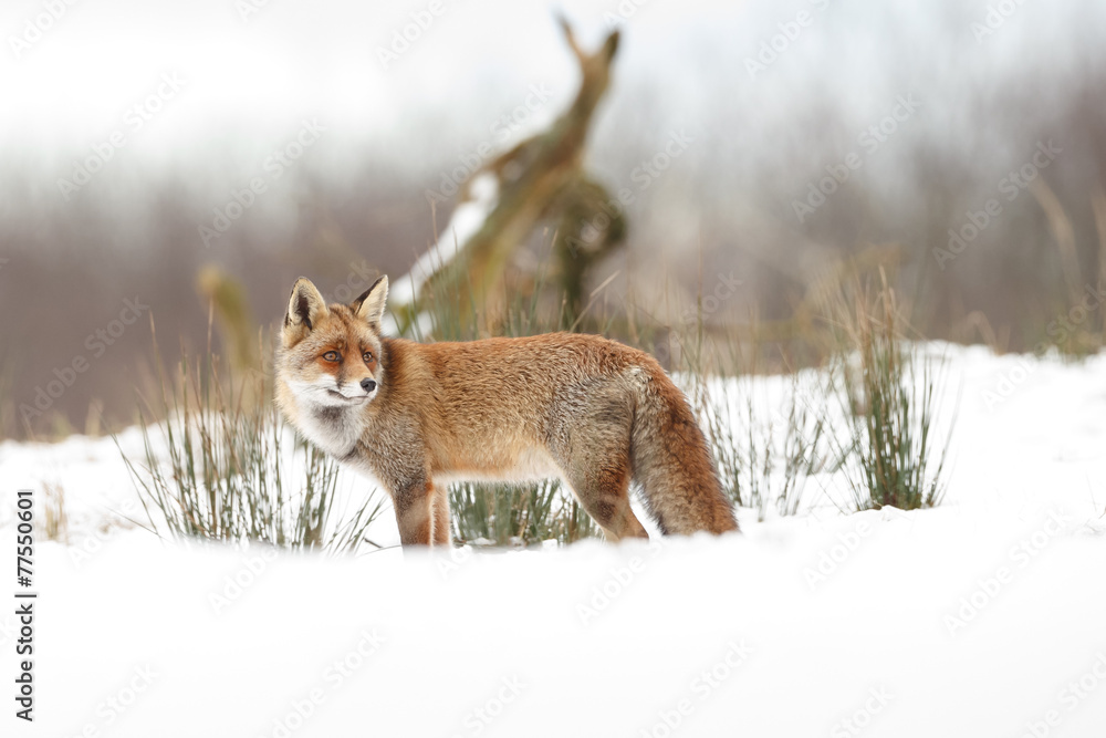 Fototapeta premium Red fox standing in a winter landscape