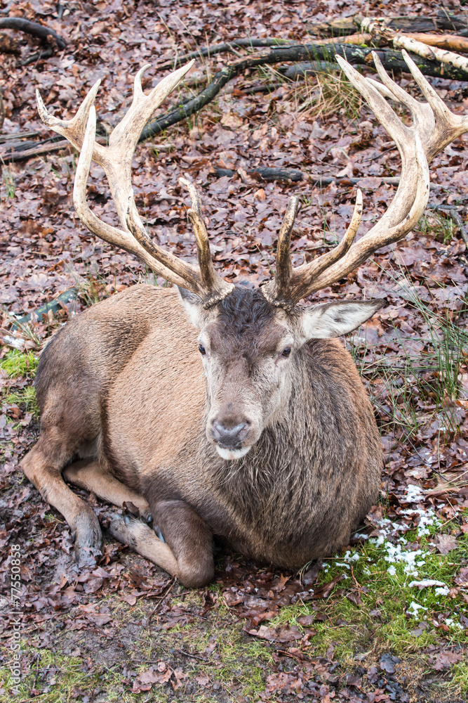 resting red deer resting red deer