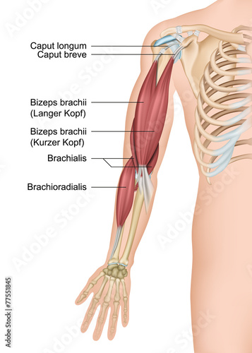 Anatomie Arm, Bizeps brachii photo
