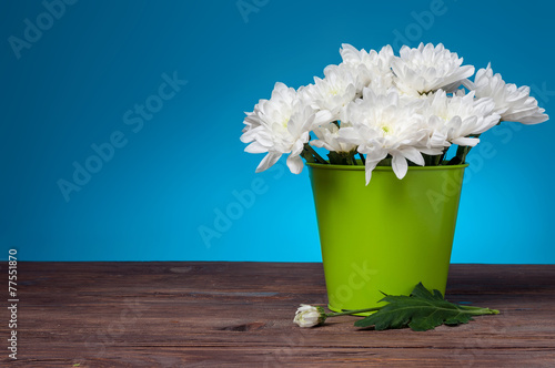 White Chrysanthemums on blue background
