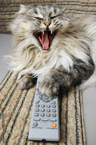 cat with a remote control to TV