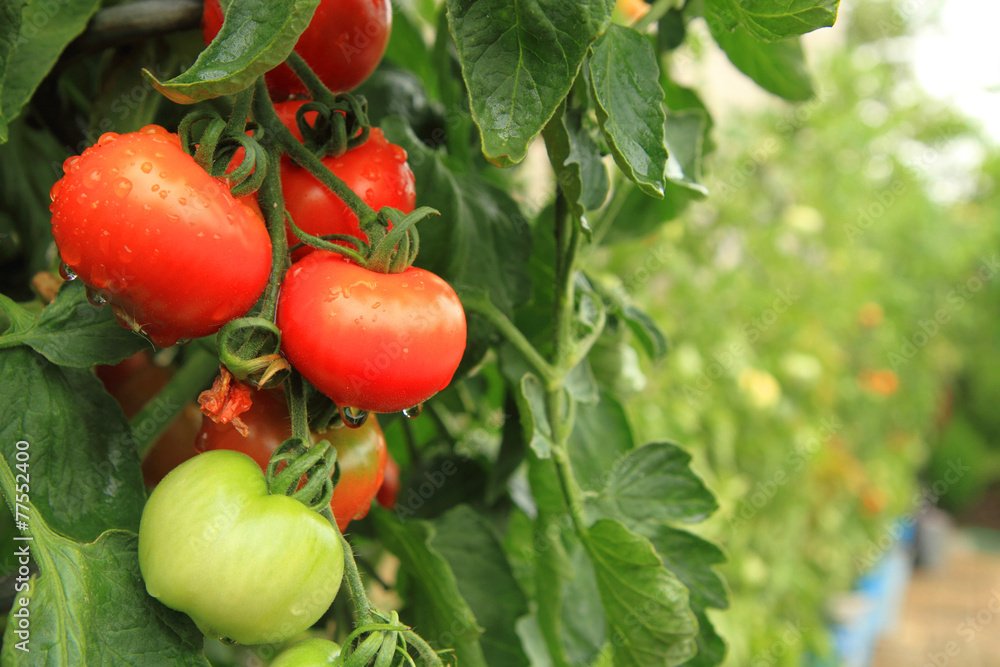 fresh tomatoes on the green plant