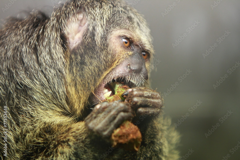 Obraz premium White faced saki monkey Pithecia pithecia
