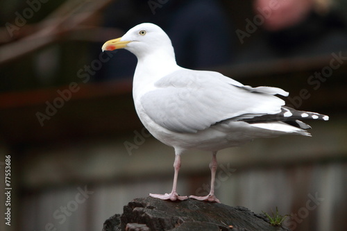 seagull photo