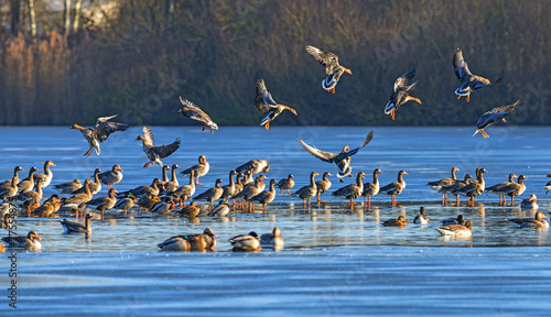 a flock of geese (Anser albifrons and Anser anser) on a pond © Vera Kuttelvaserova