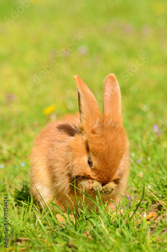 Little bunny on green grass