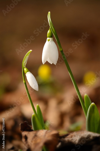 Snowdrop flowers photo