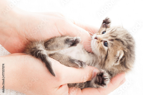 man holding a tabby kitten in hands