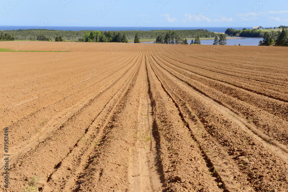 Plowed Field in Spring with Views of Ocean Plowed Field in Spring with Views of Ocean
