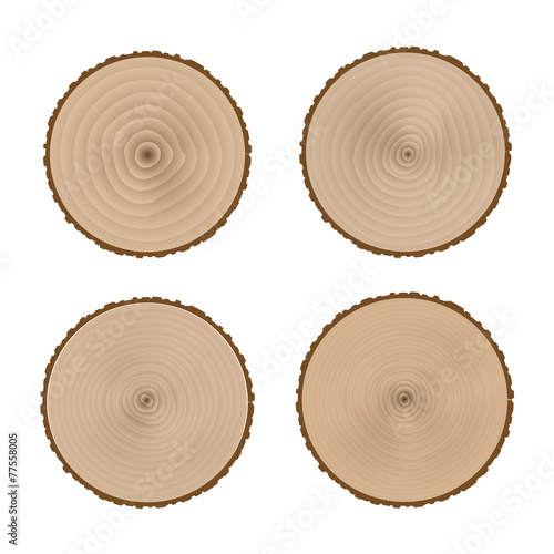 The transverse structure of the tree trunk.Stock Vector