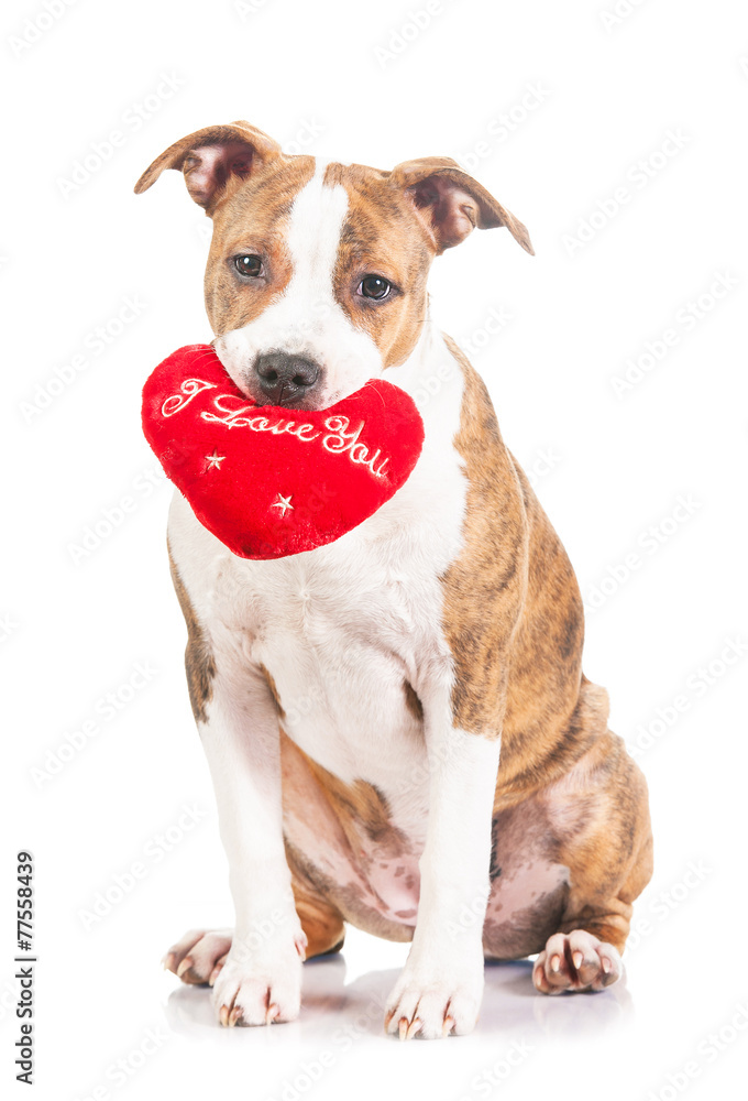Valentine puppy holding a heart in his mouth