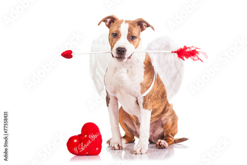 Puppy dressed as a valentine cupid holding an arrow in his mouth © Rita Kochmarjova