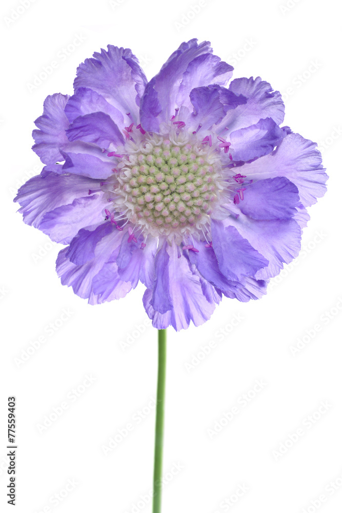 Fototapeta premium scabiosa