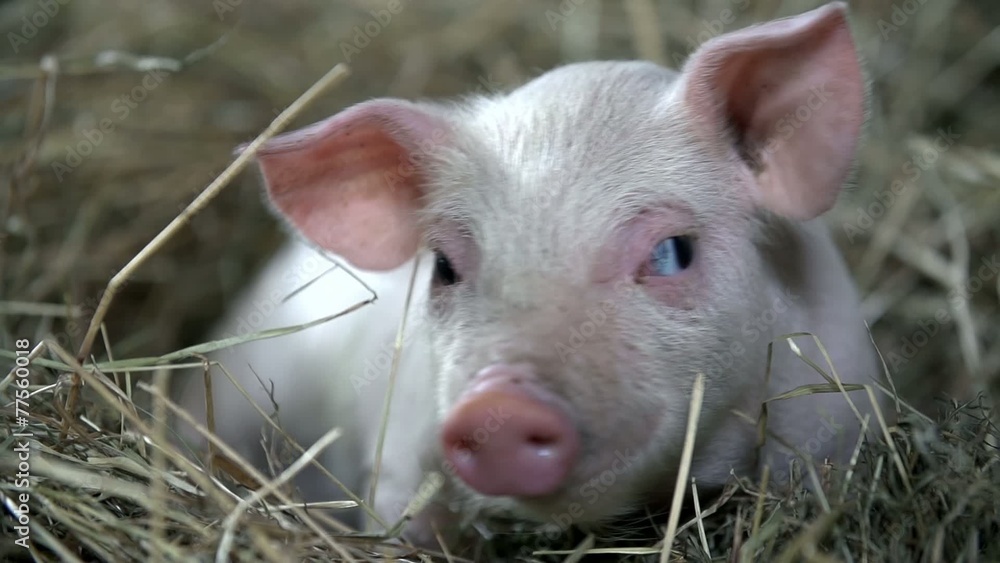 piggy looking around and hay falls on him
piggy looking around and hay falls on him