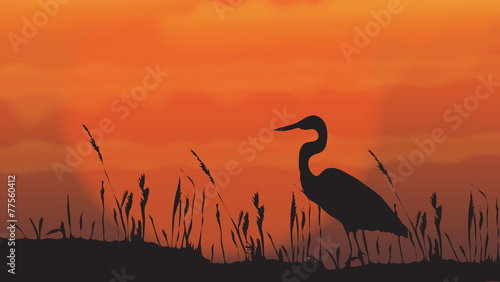 crane (bird)