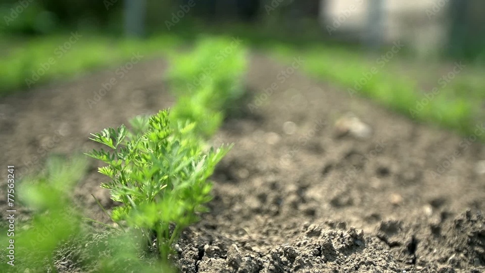 Rows of parsley in the farmer garden Rows of parsley in the farmer garden