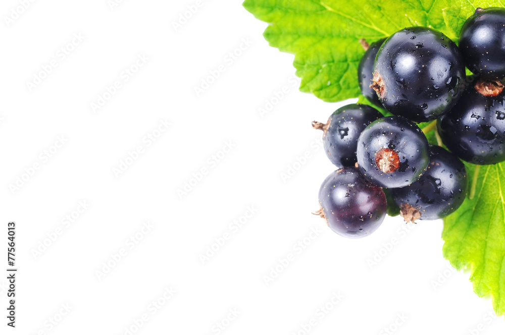 Fototapeta premium Black currant