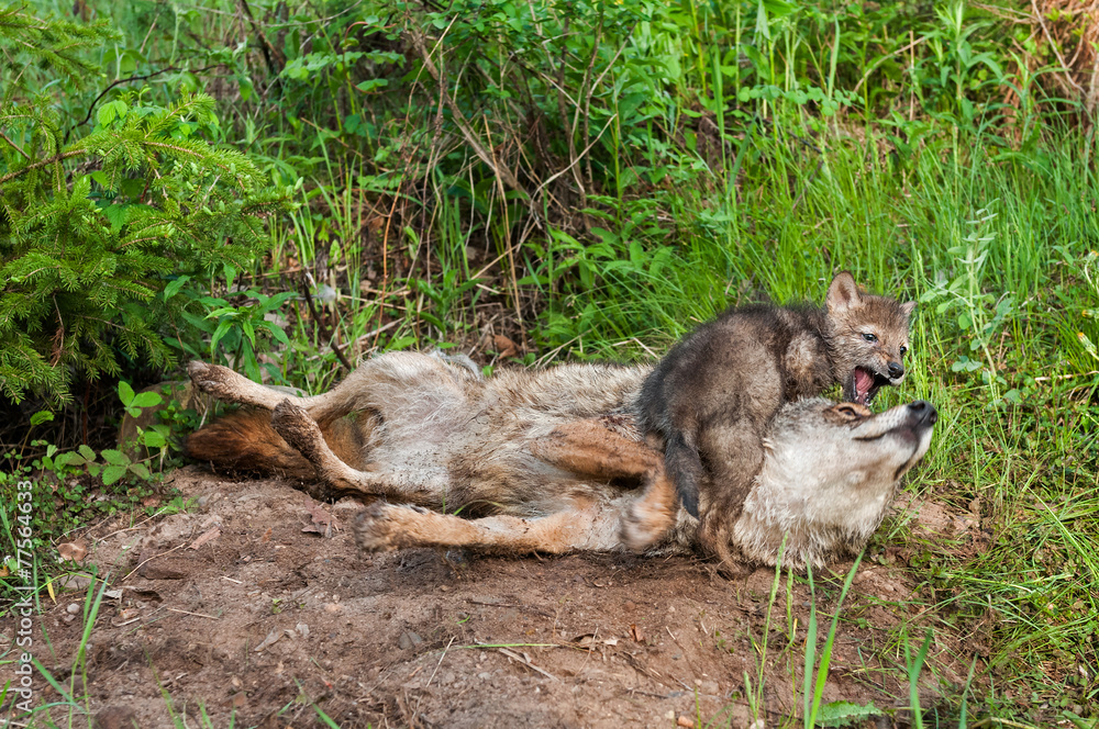 Fototapeta premium Coyote (Canis latrans) Pup Plays with Adult