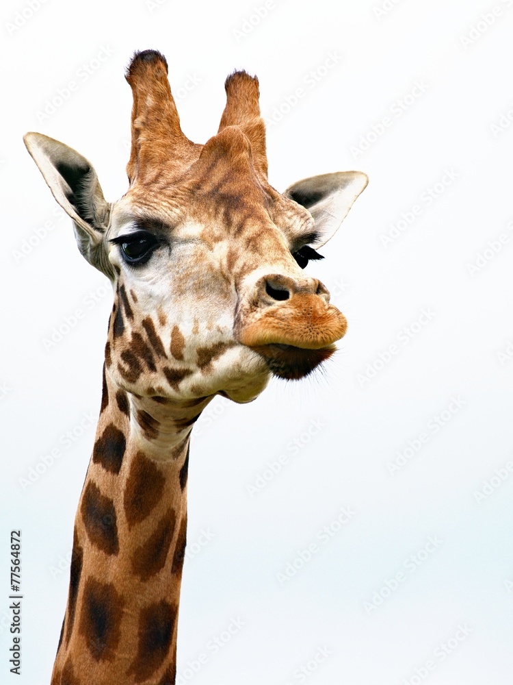 Naklejka premium Giraffe before an overcast sky