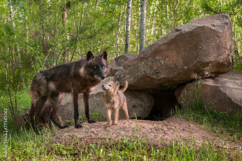 Mother Black Wolf (Canis lupus) Being Looked at by Pup