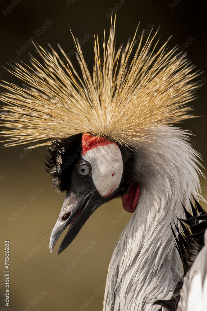 Fototapeta premium Portrait of a stately crowned crane / Kraanvogel portret