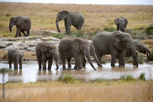 Group of elephants drinking in savannah safari serengeti