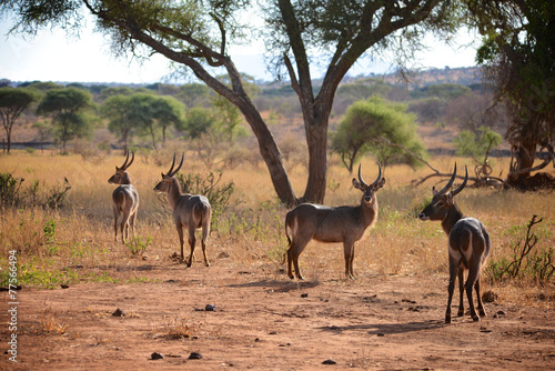 Antilopes Waterbuck posing on sunset safari reserve serengeti