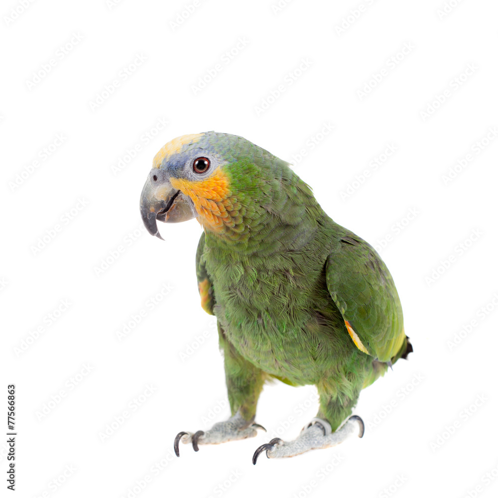 Obraz premium Orange-winged amazon on white background