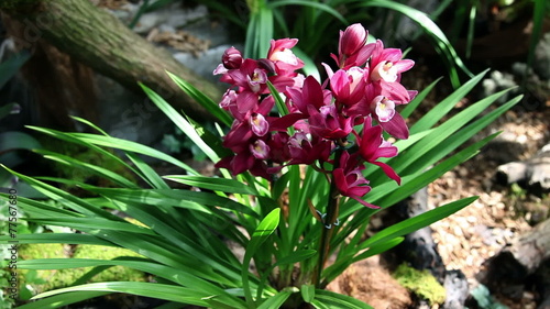 Beautiful orchid growing and blossoming photo