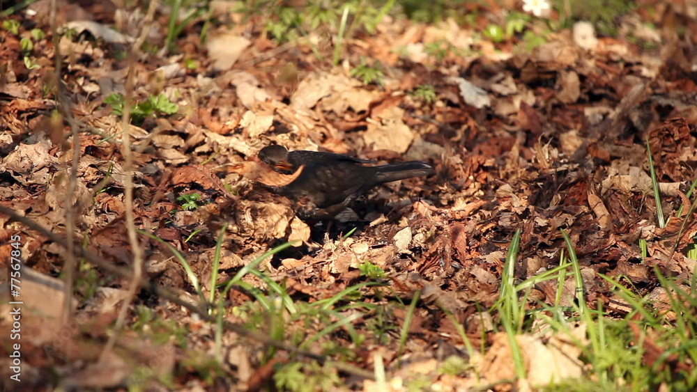 Still shot of a bird searching for food Still shot of a bird searching for food