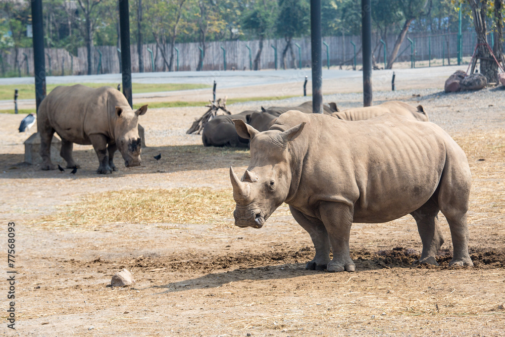 Obraz premium Rhinoceros in the zoo