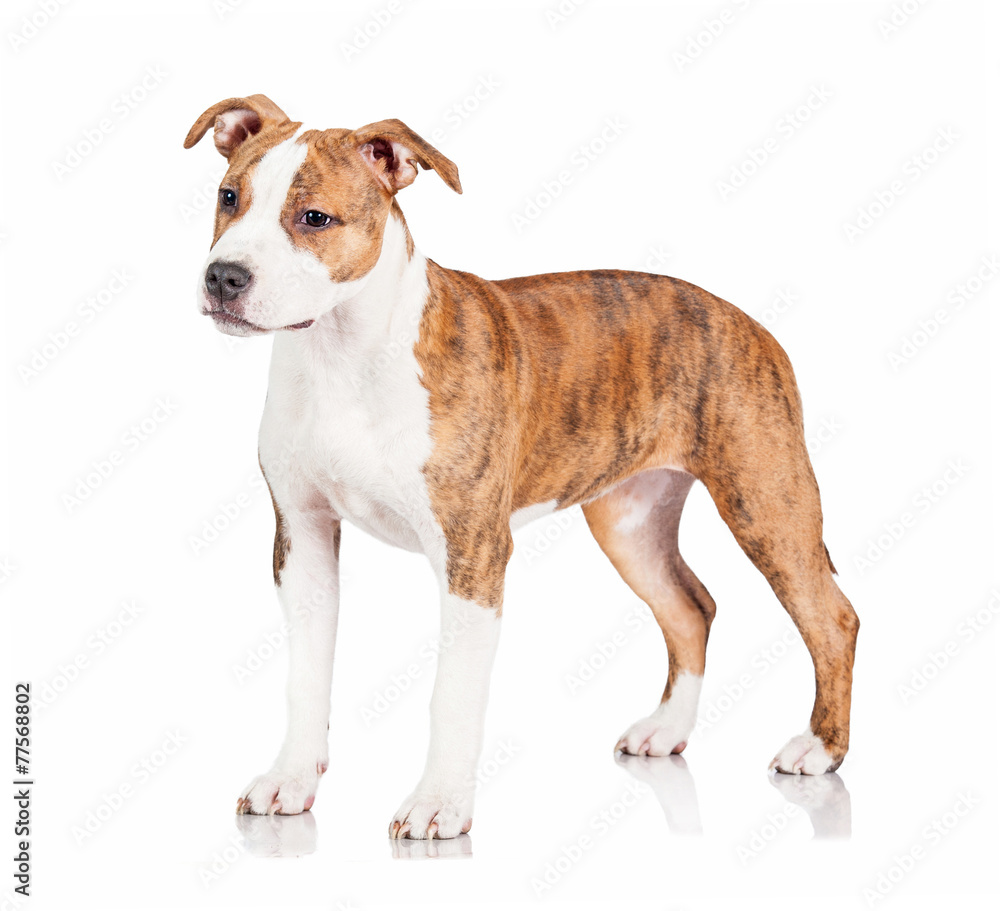 American staffordshire terrier puppy