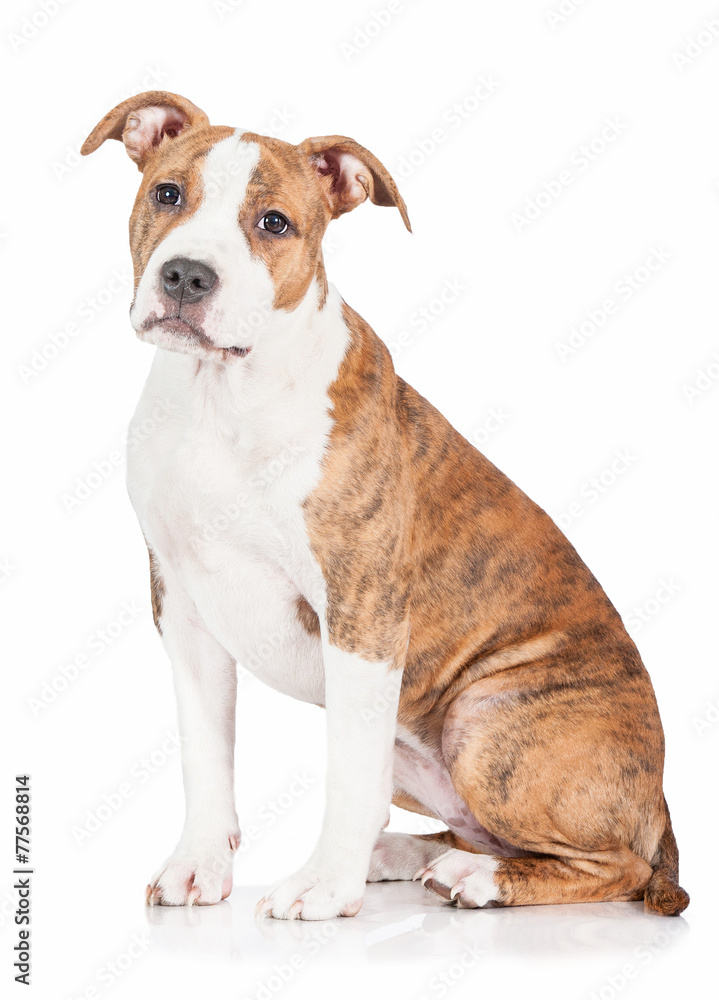 American staffordshire terrier puppy sitting