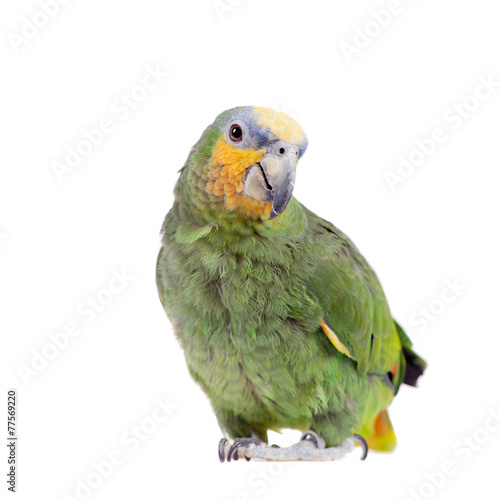 Orange-winged amazon on white background